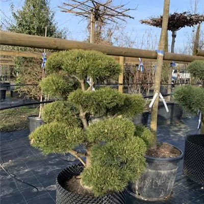 Bonsaiform 80-100 x 100-125 24-E43 2610 - Kugel-Kiefer 'Mops' - Pinus mugo 'Mops' - Collection