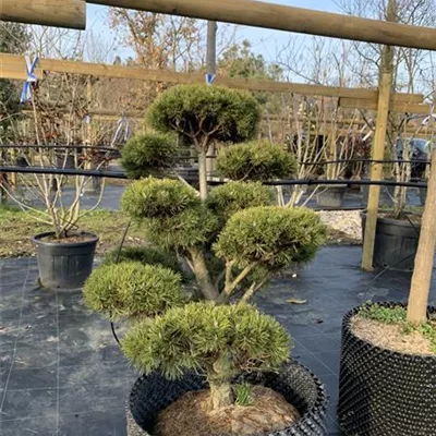 Bonsaiform 100-125 24-E44 2610 - Kugel-Kiefer 'Mops' - Pinus mugo 'Mops' - Collection