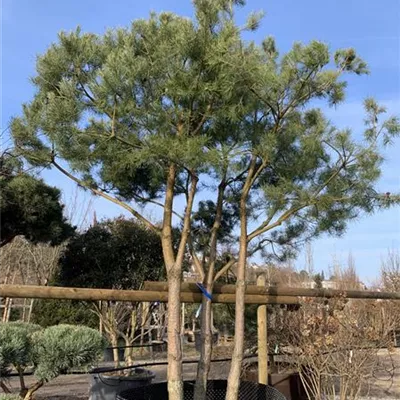 Pinienform - Kiefer - Pinus sylvestris - Collection
