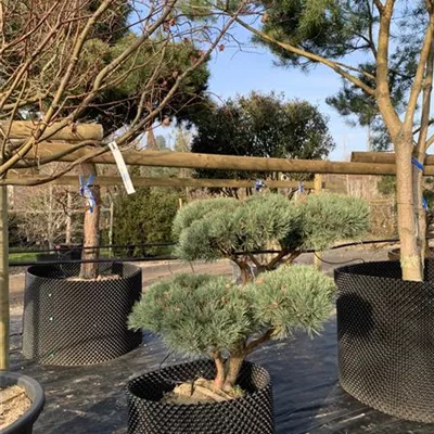 Bonsaiform 140cm 24-C79 2660 - Silberkiefer - Pinus sylvestris 'Watereri' - Collection