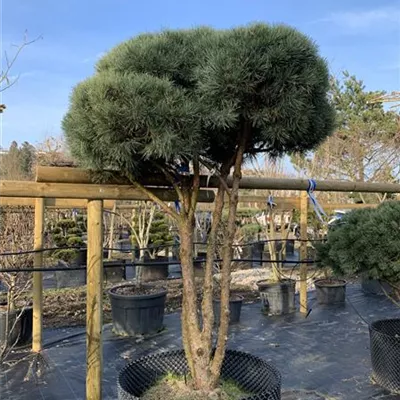 Schirmform 125-150 x 200-225 24/25-E12 4130 - Silberkiefer - Pinus sylvestris 'Watereri' - Collection