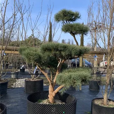 Bonsaiform 150-200 x 175-200 24-E13 4050 - Silberkiefer - Pinus sylvestris 'Watereri' - Collection