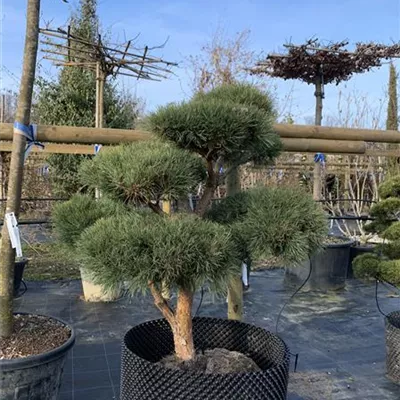 Bonsaiform 125-150 - Silberkiefer - Pinus sylvestris 'Watereri' - Collection