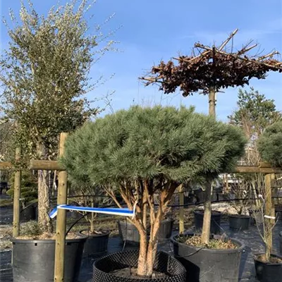 Schirmform 150-200 x 175-200 - Silberkiefer - Pinus sylvestris 'Watereri' - Collection