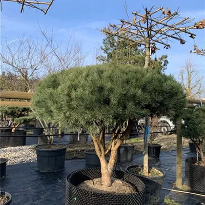 Schirmform 150-200 x 150-175 - Silberkiefer - Pinus sylvestris 'Watereri' - Collection