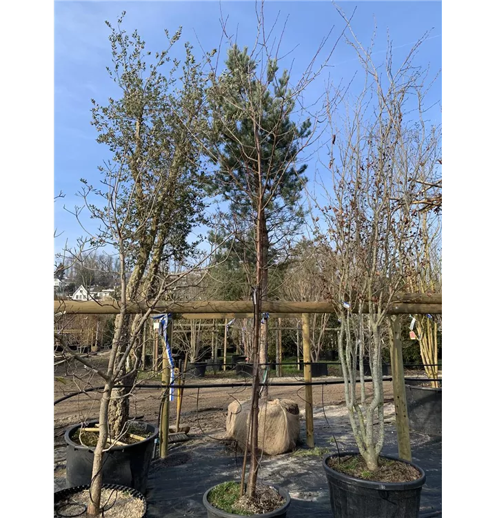 Zwetschge 'Basler Hauszwetschge' - Prunus domestica subsp. domestica 'Basler Hauszwetschge' - Collection