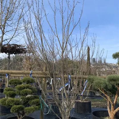 Solitär 350-400 24-1219 1050 - Japan.Nelkenkirsche 'Kanzan' - Prunus serrulata 'Kanzan' - Collection
