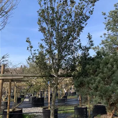 Halbstamm 20-25 24-1265 1446 - Stein-Eiche - Quercus ilex - Collection