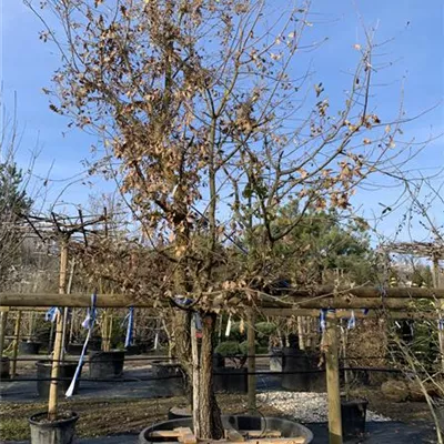 Solitär 450-500 VP24-8071 5980 - Flaumeiche - Quercus pubescens - Collection