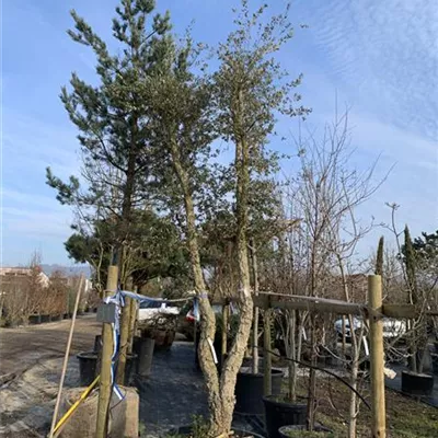 Solitär 450-500 24-2019 3145 - Kork-Eiche - Quercus suber - Collection