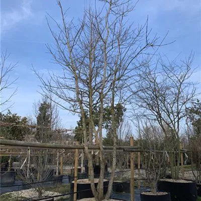 Solitär 200-300 x 400-500 23-27C 3750 - Schneeballahorn - Acer opalus - Collection