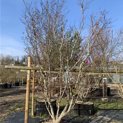 Solitär 3481 - Roter Fächerahorn 'Bloodgood' - Acer palmatum 'Bloodgood' - Collection