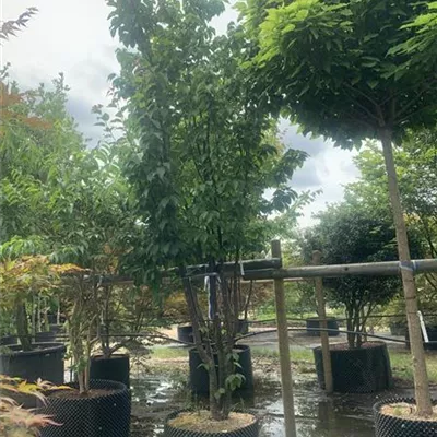 Schirmform 225-250 HP23-5 1900 - Synonym - Prunus sargentii 'Rancho' - Collection