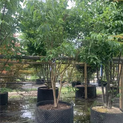 Schirmform 200-250 24-A26 1490 - Heptacodium - Heptacodium miconioides - Collection