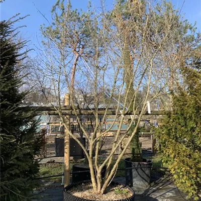 Schirmform 200 - 250 x 300 - 350, Nr. 22.61B, 1900 - Kornelkirsche - Cornus mas - Collection