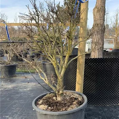 Solitär 24/25-E26 890 - Weißdorn 'Compacta' - Crataegus monogyna 'Compacta' - Collection