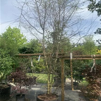 Solitär 250-275 BA23-040 219 - Schlehe,Schwarzdorn - Prunus spinosa - Collection