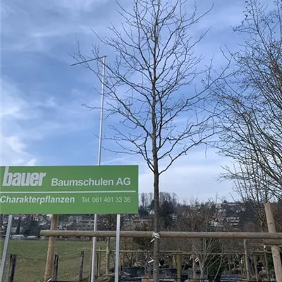 Hochstamm 25-207 3600 - Lederhülsenbaum 'Skyline' - Gleditsia triacanthos 'Skyline' - Collection