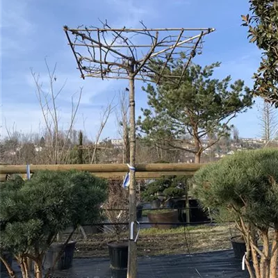 Dachform 25-084 977 - Amerikanischer Amberbaum - Liquidambar styraciflua - Collection