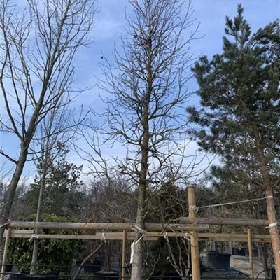 Kegel 600-700 23-6A 4950 - Amberbaum 'Palo Alto' - Liquidambar styraciflua 'Palo Alto' - Collection
