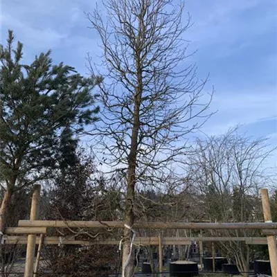 Kegel 600-700 23-7A 4950 - Amberbaum 'Palo Alto' - Liquidambar styraciflua 'Palo Alto' - Collection