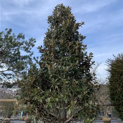 Solitär 24-8013 6500 - Baum-Magnolie 'Galissonniere' - Magnolia grandiflora 'Galissonniere' - Collection