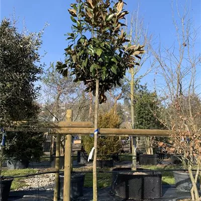Hochstamm 25-131 - Baum-Magnolie 'Galissonniere' - Magnolia grandiflora 'Galissonniere' - Collection