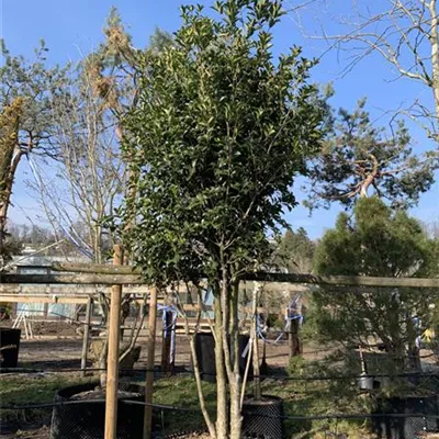 Schirmform 300-350 - Spätsommer-Duftblüte - Osmanthus fortunei - Collection