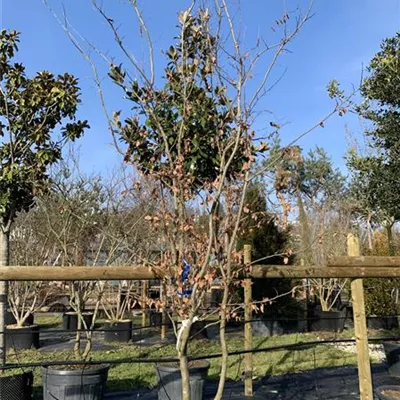 Schirmform 25-129 2800 - Eisenbaum - Parrotia persica - Collection