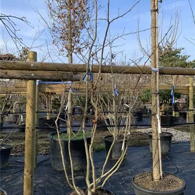 Schirmform 24-033 1275 - Eisenbaum 'Bella' - Parrotia persica 'Bella' - Collection