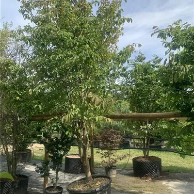 Schirmform 275-300 HP23-6 2560 - Eisenbaum - Parrotia persica - Collection