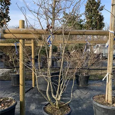 Schirmform VK24-037 1275 - Eisenbaum 'Bella' - Parrotia persica 'Bella' - Collection