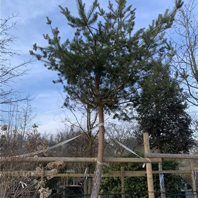 Charakterbaum 45-50 24-1301 5950 - Kiefer - Pinus sylvestris - Collection