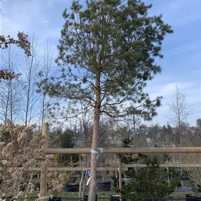 Solitär 25-200 5500 - Kiefer - Pinus sylvestris - Collection