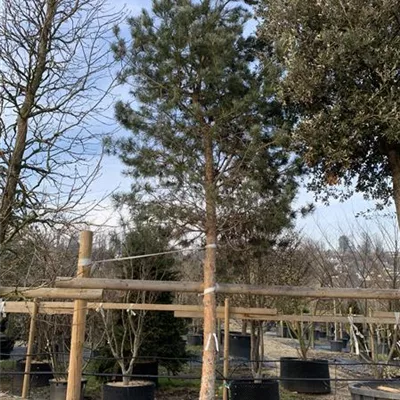 Hochstamm 25-100 - Wald-Kiefer 'Glauca' - Pinus sylvestris 'Glauca' - Collection