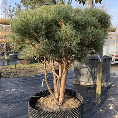 Schirmform 140-160 x 140-160 - Silberkiefer - Pinus sylvestris 'Watereri' - Collection