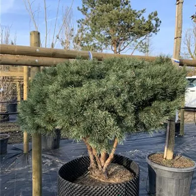 Schirmform 24/25 2390 - Silberkiefer - Pinus sylvestris 'Watereri' - Collection