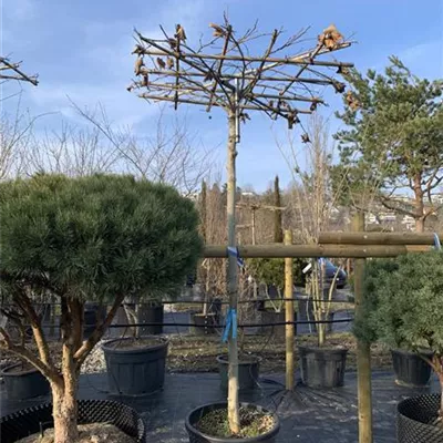 Dachform GO24-023 1372 - Platane - Platanus hispanica - Collection