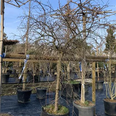 Solitär / EXC 300-350 HP24-544 1770 - Japanische-Hänge-Aprikose - Prunus mume 'Pendula' - Collection