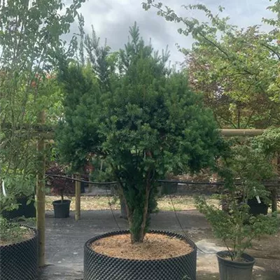 Schirmform MB175-200 309.48 2750 - Fruchtende Bechereibe - Taxus media 'Hicksii' - Collection