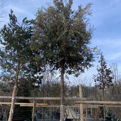 Hochstamm VP24-8049 4995 - Stein-Eiche - Quercus ilex - Collection