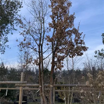 Charakterbaum 200-300 x 700-800 23-79A 10200 - Flaumeiche - Quercus pubescens - Collection