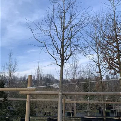 Hochstamm 35-40 23-76D 3750 - Schmalkronige Mehlbeere - Sorbus intermedia 'Brouwers' - Collection