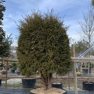 Bienenkorb Nr. HP23-167 5700 - Heimische Eibe - Taxus baccata - Collection