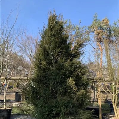 Solitär 1530 - Heimische Eibe - Taxus baccata - Collection