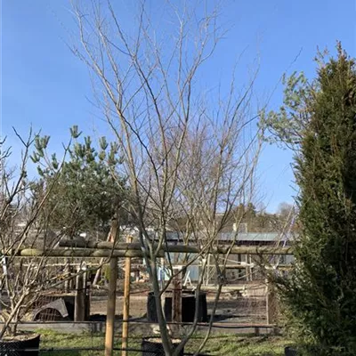 Schirmform 25-139 1450 - Japanische Zelkove - Zelkova serrata - Collection
