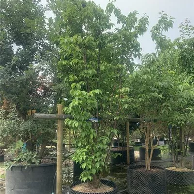 Solitär 300-350 HP23-7 2300 - Synonym - Prunus sargentii 'Rancho' - Collection