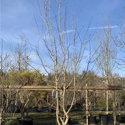 Schirmform 25-178 2100 - Feldahorn - Acer campestre - Collection