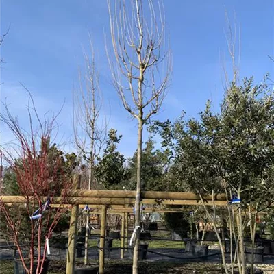 Hochstamm 25-119 - Feldahorn 'Elsrijk' - Acer campestre 'Elsrijk' - Collection