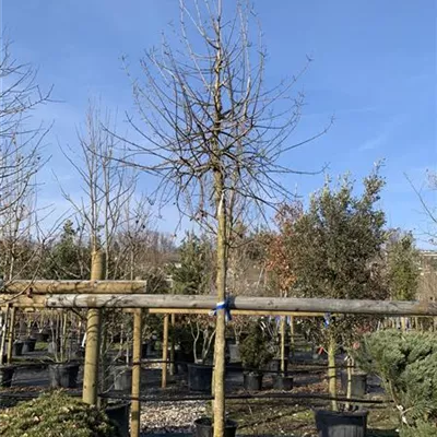 Hochstamm 24/25-C48 1731 - Französischer Ahorn - Acer monspessulanum - Collection